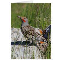 Northern Flicker Greeting Cards