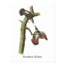 Northern Flicker, John Audubon Postcards