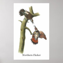 Northern Flicker, John Audubon Print