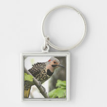Northern Flicker Keychain