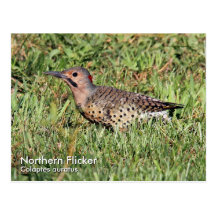 Northern Flicker Postcard