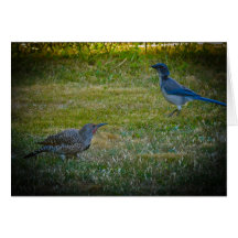 Northern Flicker & Western Scrub-Jay Card