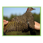 Northern Flicker, Yellow-shafted Post Cards