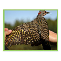 Northern Flicker, Yellow-shafted Post Cards