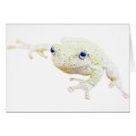 Northern Froggy Card
