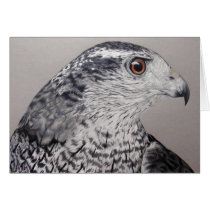 Northern Goshawk