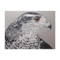 Northern Goshawk