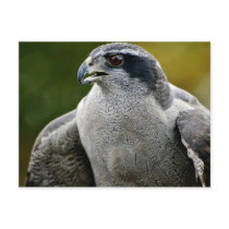 Northern Goshawk Postcard