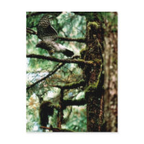Northern Goshawk Post Cards