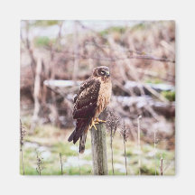 Northern Harrier Hawk on Fence Fridge Magnets