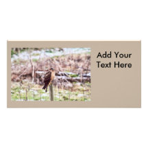 Northern Harrier Hawk on Fence Photo Card Template