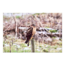 Northern Harrier Hawk on Fence Photographic Print