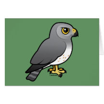 Northern Harrier male Card