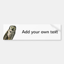 Northern Hawk Owl Bumper Sticker