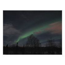Northern Lights in Boreal Forest Photo Print