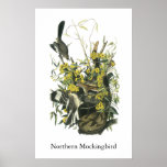 Northern Mocking Bird, John Audubon Print