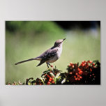 Northern Mockingbird Poster