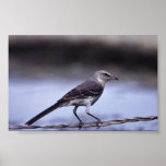 Northern Mockingbird Print