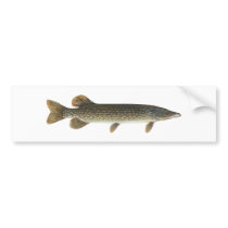 Northern Pike Bumper Stickers