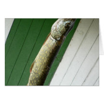 Northern Pike Cards