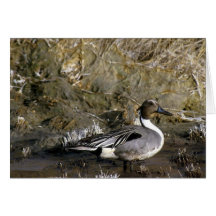 Northern Pintail Duck Lover gifts Cards