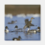 Northern Pintail Flock Refrigerator Magnets