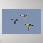 Northern Pintails Print
