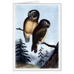 Northern Saw-whet Owl Cards