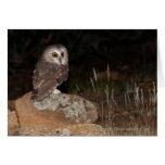 Northern Saw-whet Owl hunting at night Card