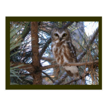 Northern Saw-Whet Owl in Pine Tree Postcard