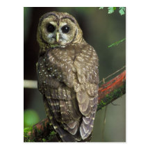 Northern Spotted Owl Post Card