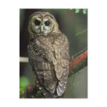 Northern Spotted Owl postcards