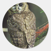 Northern Spotted Owl Round Sticker