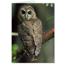 Northern Spotted Owl - Strix occidentalis caurina Greeting Card