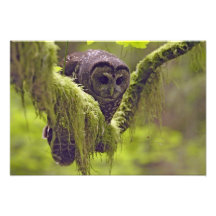 Northern Spotted Owl Strix occidentals Art Photo
