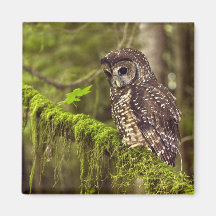 Northern Spotted Owl (Strix occidentals caurina) Refrigerator Magnet