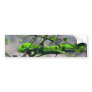 Northland Green Gecko Bumper Sticker