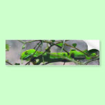 Northland Green Gecko bumper stickers