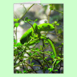 Northland Green Gecko cards