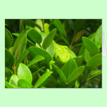 Northland Green Gecko cards