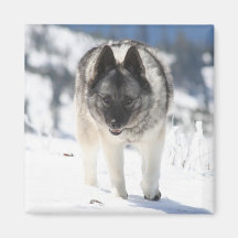 Norwegian Elkhound Dog Magnets