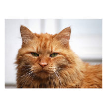 Norwegian Forest Cat Announcements