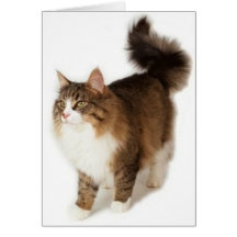 Norwegian Forest Cat Cards