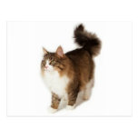 Norwegian Forest Cat Post Card