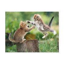 Norwegian Forest kittens Postcards