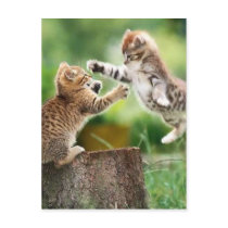 Norwegian Forest kittens Post Cards