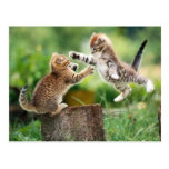 Norwegian Forest kittens Postcards