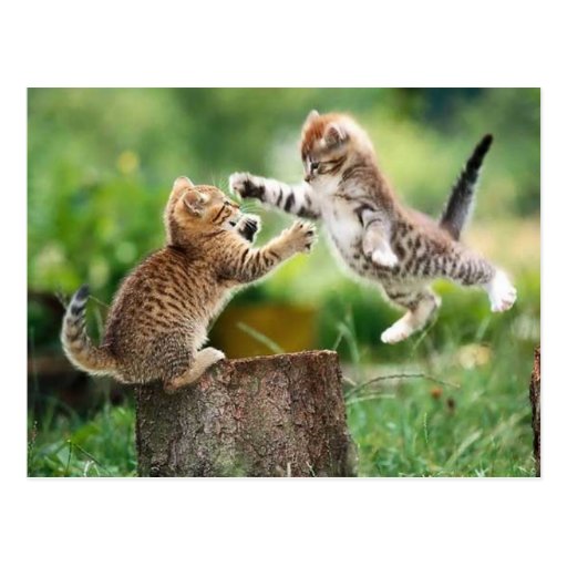 Norwegian Forest kittens Postcards