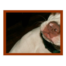 NOSE FOR TALENT POSTCARD