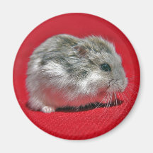 Not a Mouse - (Magnet)